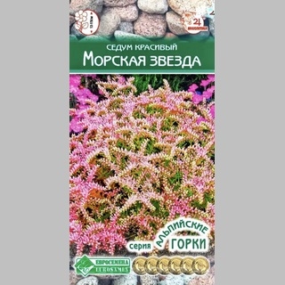 Седум Морская звезда красивый