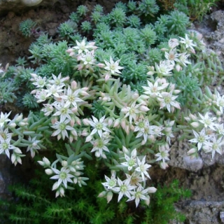 Седум невии Серебристый иней