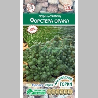 Седум Форстера Оракл