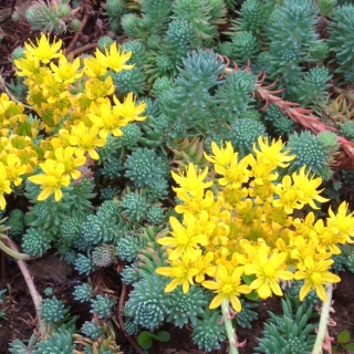 Очиток Оракл Форстера (Седум)