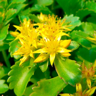 Очиток Спирит Сельского (Седум)