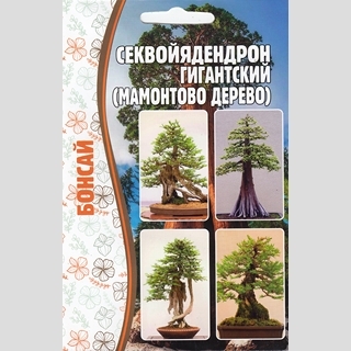 Секвойядендрон гигантский (Мамонтово дерево) (большой пакет)