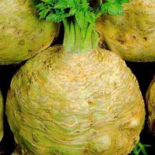 Сельдерей Иван-царевич корневой