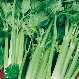 Сельдерей Хруст (черешковый)