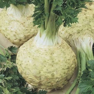 Сельдерей Егор корневой