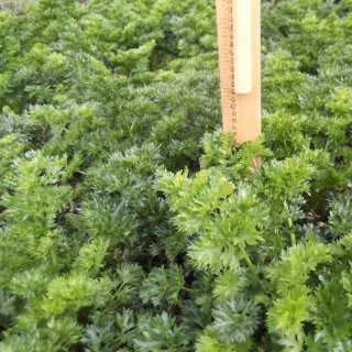 Сельдерей Ажур (листовой)