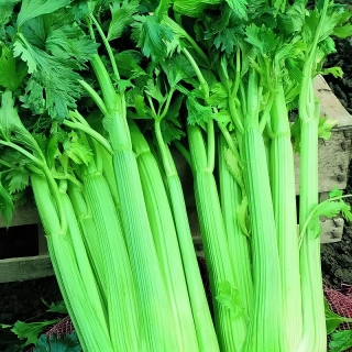 Сельдерей Мужская Доблесть черешковый