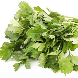 Сельдерей Пучковый (листовой)