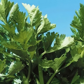 Сельдерей Сенеж листовой