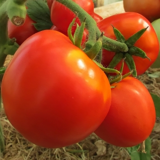 Томат Семейный F1