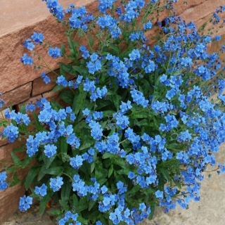 Чернокорень Лекарственный