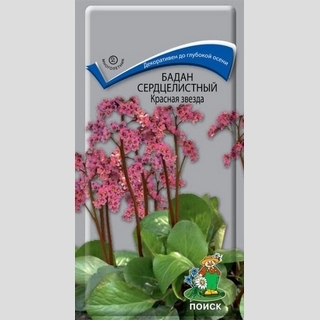 Бадан Красная звезда сердцелистный