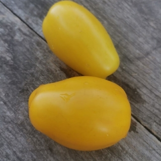 Томат Гном Банановые Пальчики (Dwarf Banana Toes) (большой пакет)