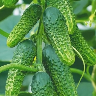 Огурец Семеро Козлят F1