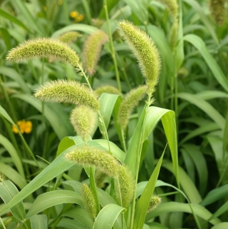 Сетария Итальянская (большой пакет)