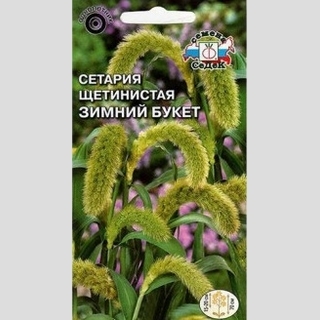 Сетария Зимний букет щетинистая