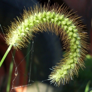 Сетария Зимний букет щетинистая