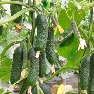 Огурец Северин F1