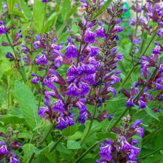 Шалфей Бриз (овощной)