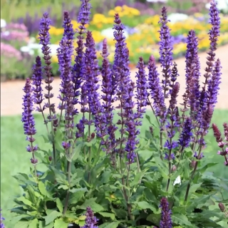 Шалфей Нью Деменш Блу (дубравный)