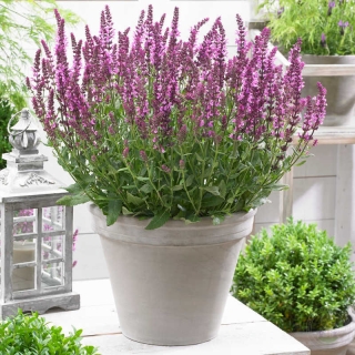 Шалфей Нью Деменш Розе (дубравный)