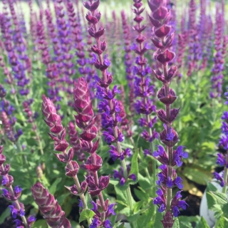 Шалфей Целебная трава лекарственный