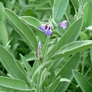 Шалфей Дервиш