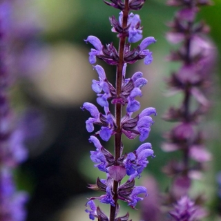 Шалфей Будь здоров