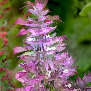 Шалфей Мускатный