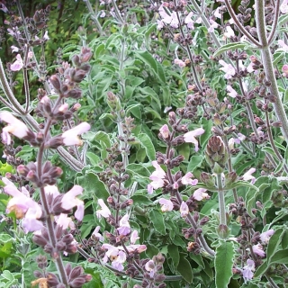 Шалфей Нектар овощной