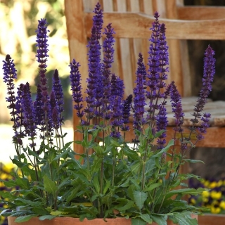 Шалфей Сальватор Синий дубравный (Pan American Seed) (большой пакет)