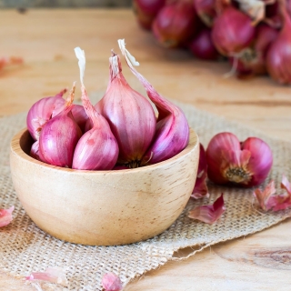 Лук Шарлотта шалот