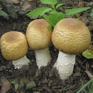 Грибы - Шампиньон Коричневый на зерновом субстрате (мицелий) 15 мл (большой пакет)