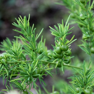 Шатавари кистевидный (аспарагус) (большой пакет)