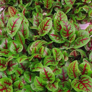 Щавель Красные узоры (Декоративный огород )