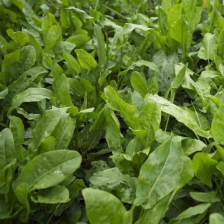 Щавель Бельвильский