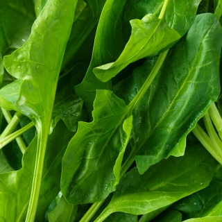 Щавель Изумрудный король