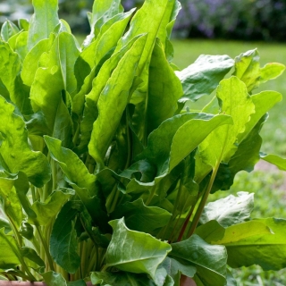 Щавель Русский размер