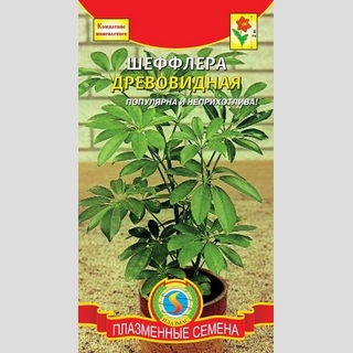 Шеффлера древовидная