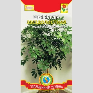 Шеффлера Звездолистная