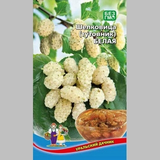 Шелковица (тутовник) Белая