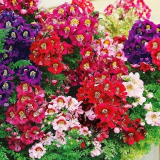 Схизантус Мотылек (визетонский)