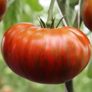 Томат Шоколадная зебра