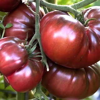 Томат Шоколадное чудо