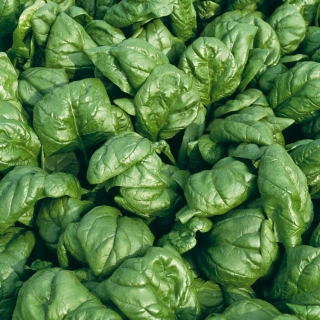 Шпинат Аполло F1