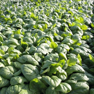 Шпинат Обильнолистный