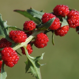 Шпинат Земляничный