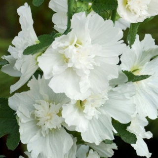 Шток-роза Королевская Белая