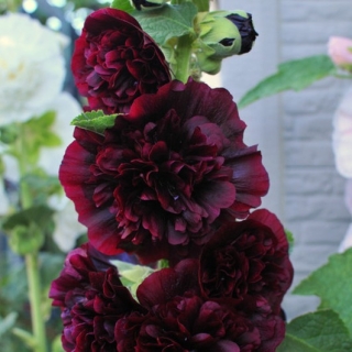 Шток-роза Мажоретт Шоколадная (махровая)