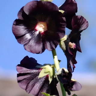 Шток-роза Мулатка